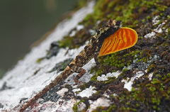 Anolis ortonii