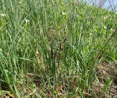 Carex melanostachya