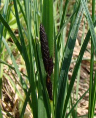 Carex melanostachya