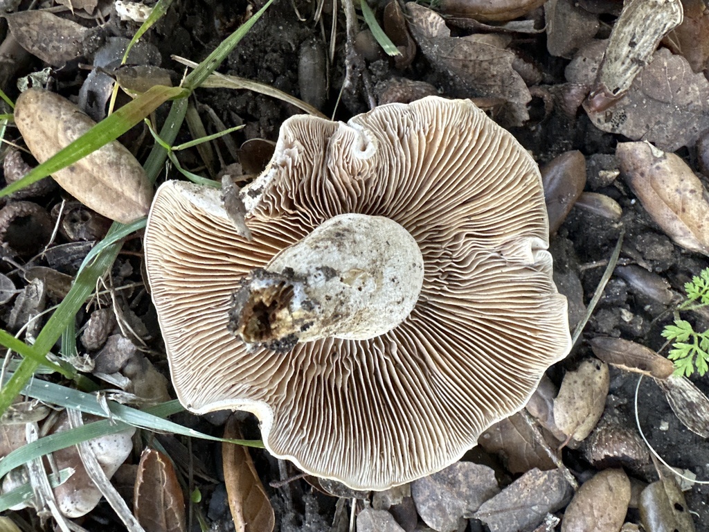 Poisonpies In January 2024 By Christie Greening INaturalist   Large 