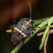 Exocarpos Bug - Photo (c) Matt Tudor, some rights reserved (CC BY-NC), uploaded by Matt Tudor