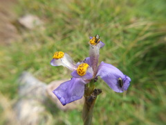 Hesperoxiphion herrerae