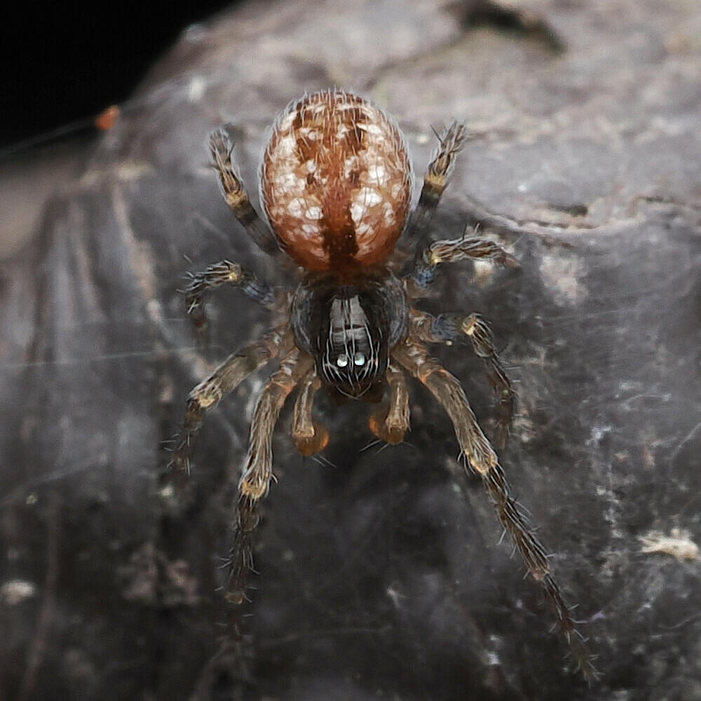 Andronova maculosa