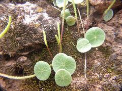 Peperomia polycephala