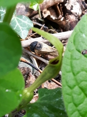 Aristolochia pallida