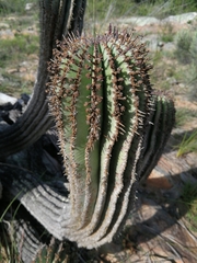 Euphorbia polygona