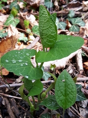 Aristolochia pallida