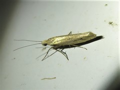 Ypsolopha unicipunctella