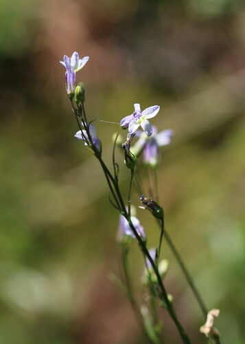 Lobelia purpusii