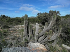Euphorbia polygona