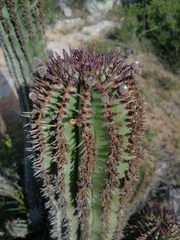 Euphorbia polygona