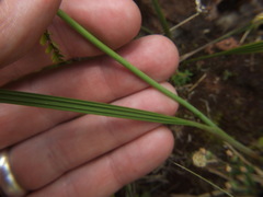 Hesperoxiphion herrerae