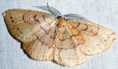 Apodrepanulatrix liberaria