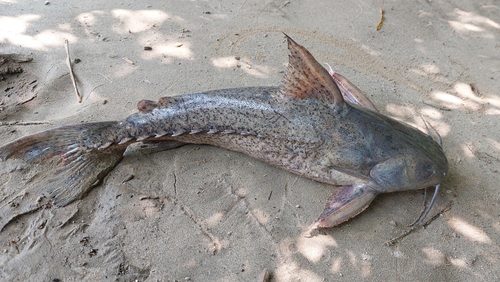 Rivas' thorny catfish (Pterodoras rivasi) — Doradidae