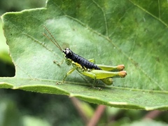 Liebermannacris dorsualis