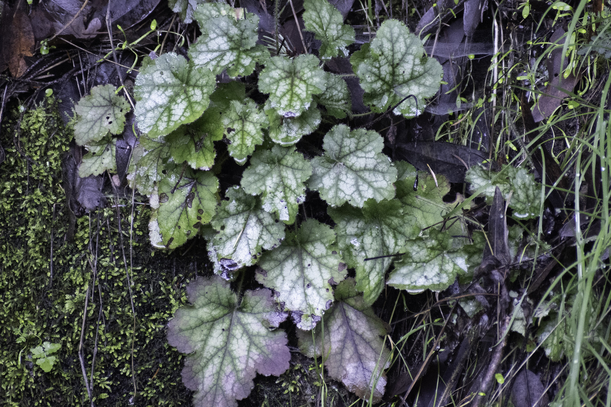 Imagem de Heuchera