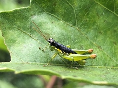 Liebermannacris dorsualis