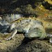 American Crocodile - Photo (c) amantedarmanin, some rights reserved (CC BY-NC)