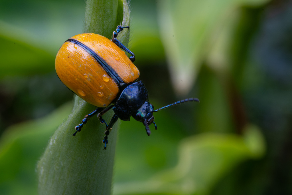 Leptinotarsa cacica