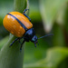 Leptinotarsa cacica - Photo (c) benmun89, μερικά δικαιώματα διατηρούνται (CC BY-NC)