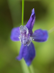 Delphinium patens