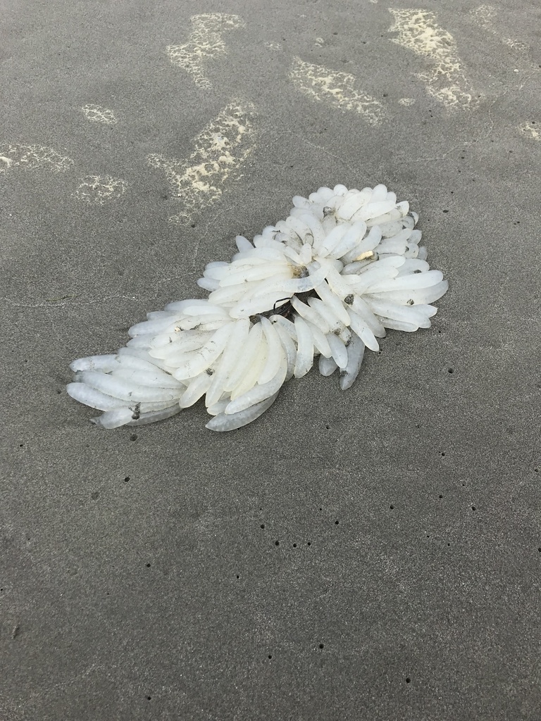 Opalescent Inshore Squid from North Pacific Ocean, WA, US on January 7 ...