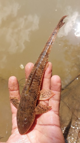 Brown whiptail catfish (Loricariichthys brunneus) — Loricariidae — 4