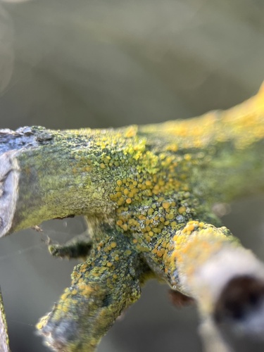 iNaturalist observation photo of Common Lichens