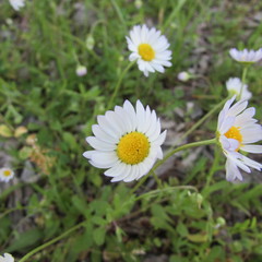 Aphanostephus skirrhobasis