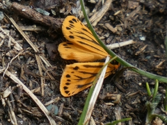 Setina aurita
