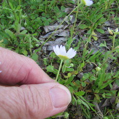 Aphanostephus skirrhobasis