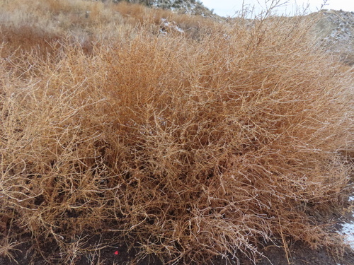 Kochia