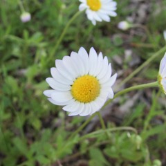 Aphanostephus skirrhobasis