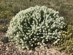 Lepidium fremontii