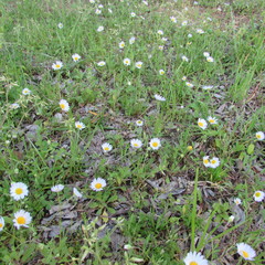 Aphanostephus skirrhobasis