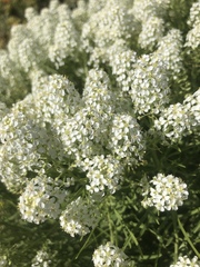Lepidium fremontii
