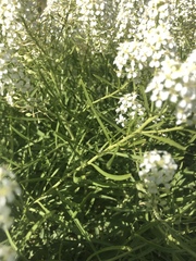 Lepidium fremontii