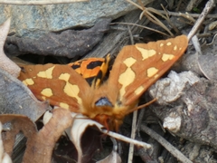 Arctia testudinaria