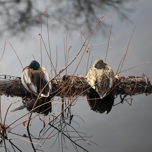 Mallard photographed in Maryland
