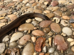 Virginia valeriae elegans