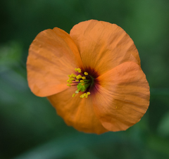 Papaver heterophyllum