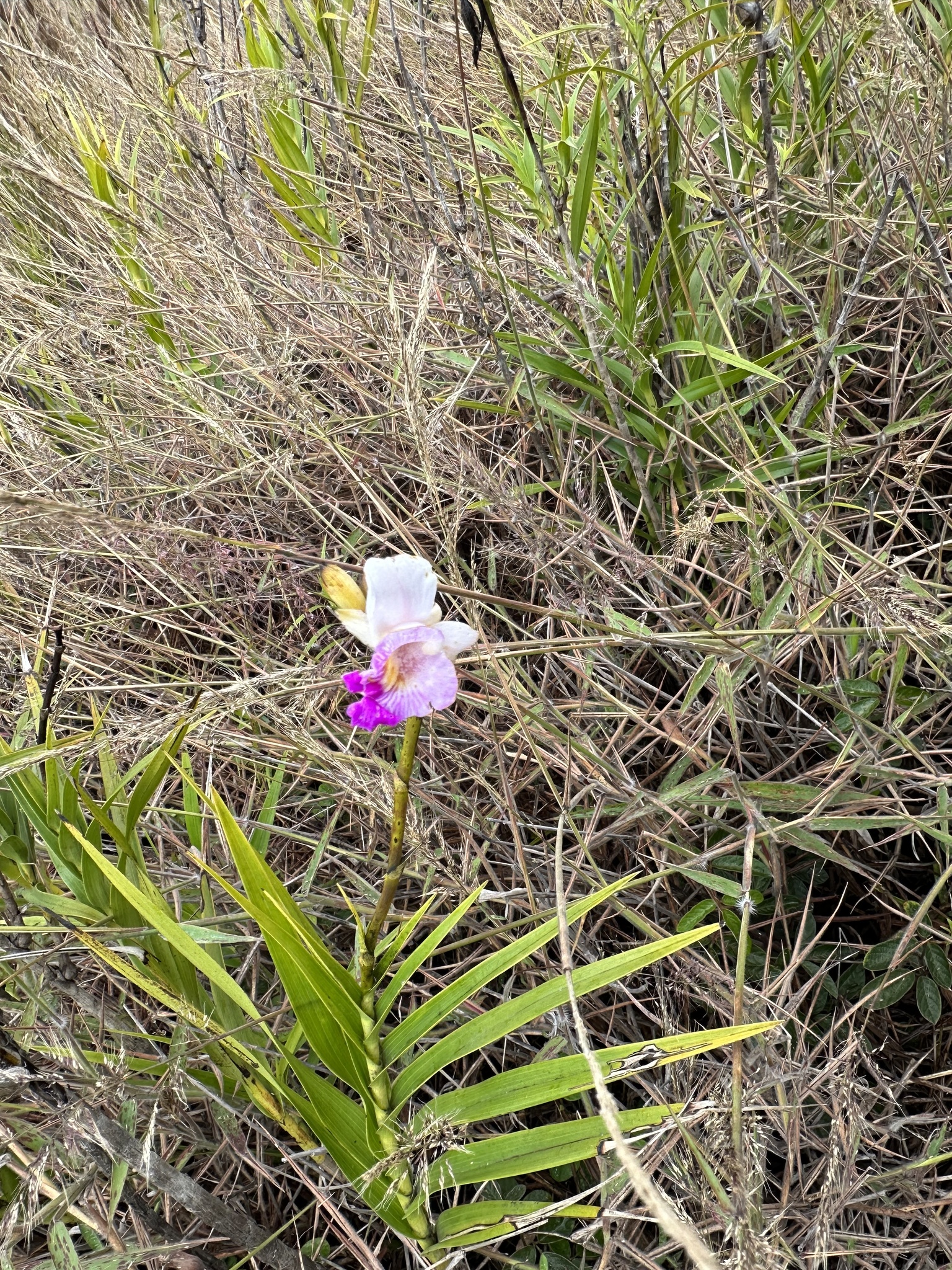 Imagem de Orquídea-bambu