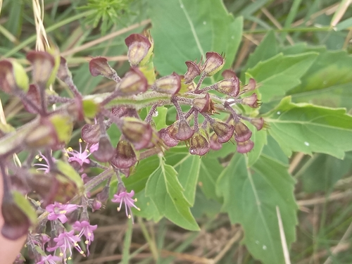 Image of Ocimum carnosum by (c) Adriana Machado, some rights reserved (CC BY)