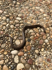 Virginia valeriae elegans