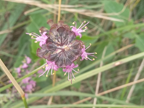 Image of Ocimum carnosum by (c) Adriana Machado, some rights reserved (CC BY)