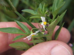 Solanum radicans