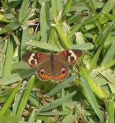 Junonia coenia coenia