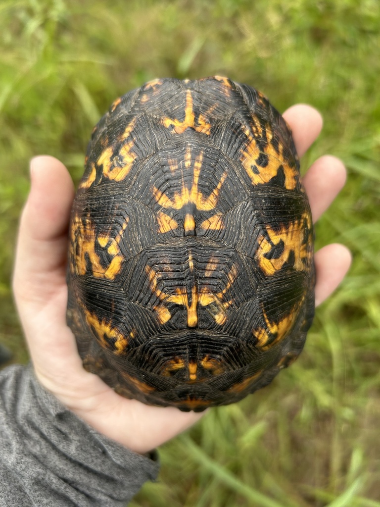 Eastern Box Turtle In August 2023 By Sarahrosshandmade INaturalist   Large 