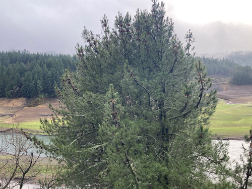 Knobcone × Monterey Pine