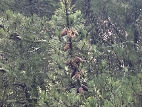 Knobcone × Monterey Pine